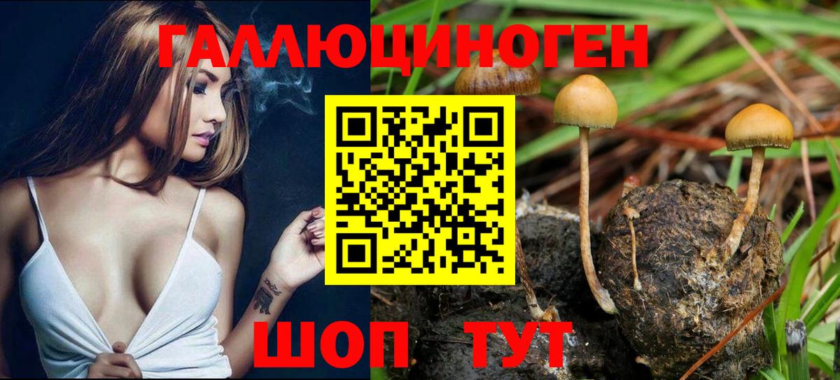 Медногорск  Псилоцибиновые грибы GOLDEN TEACHER  Вход с VPN 